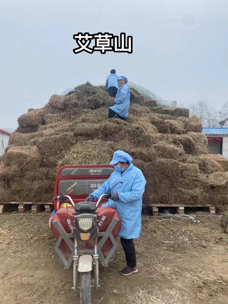 艾草是如何栽培和种植的呢?