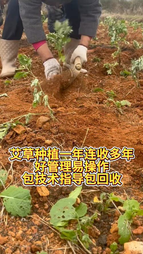 艾草种植方法要点有哪些