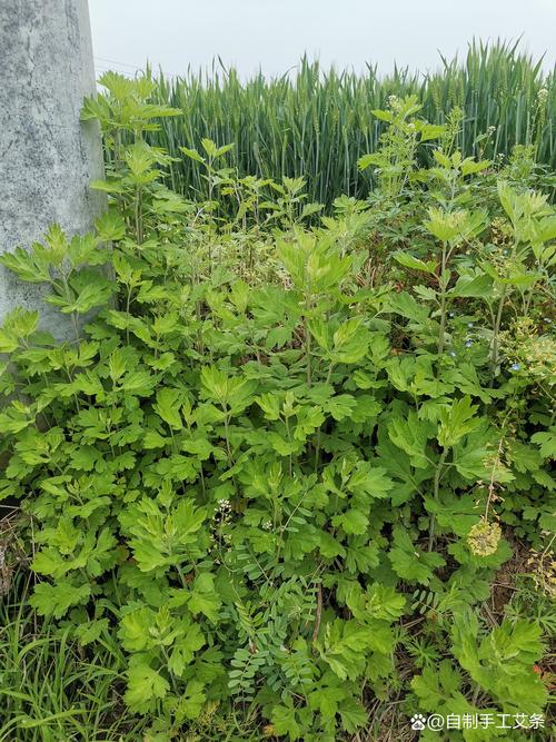 艾草是怎么种植的