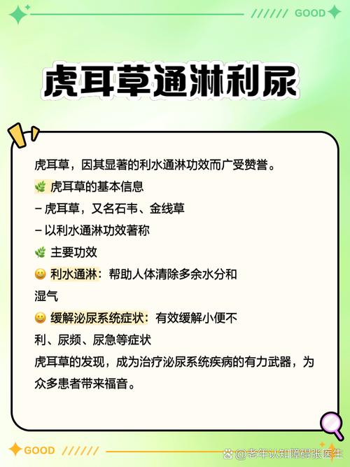 虎耳草可以煮水喝吗