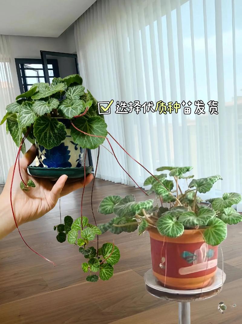 虎耳草可以水培吗