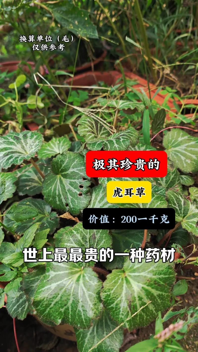 虎耳草有什么作用?