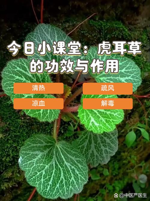 虎耳草有毒吗,虎耳草可以煎水喝吗