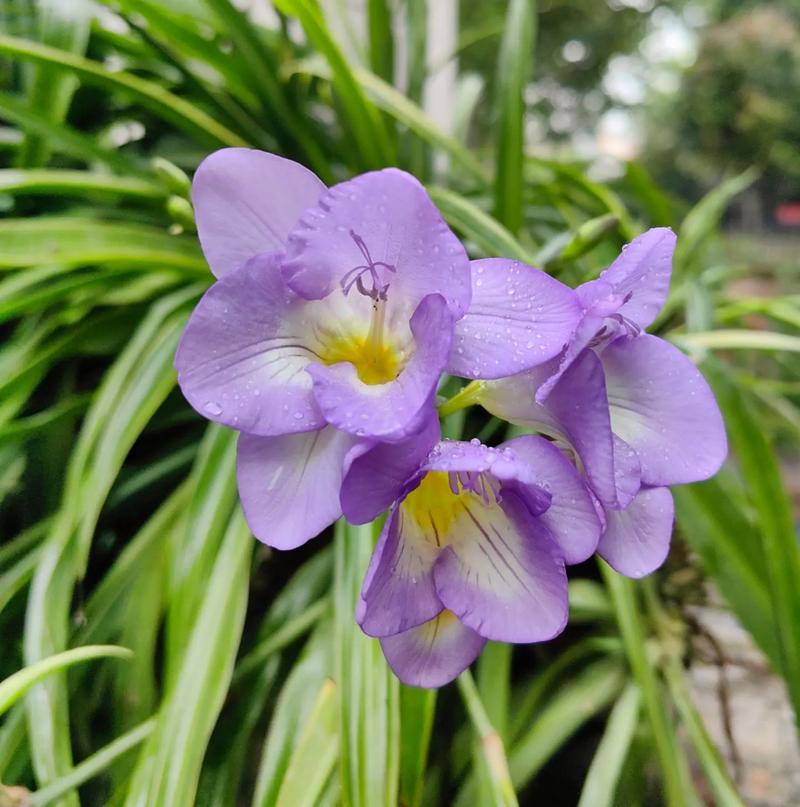 吊兰秋天开花吗