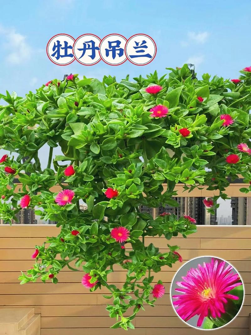 牡丹兰养殖方法