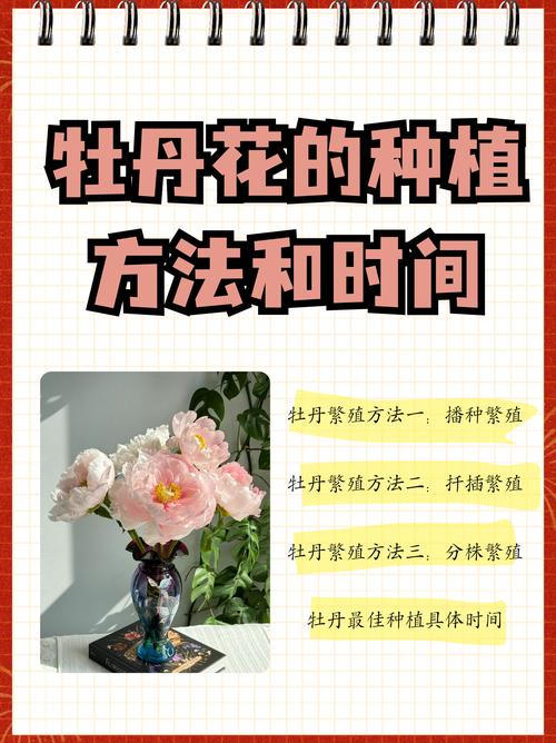 牡丹花的养殖方法和注意事项有哪些