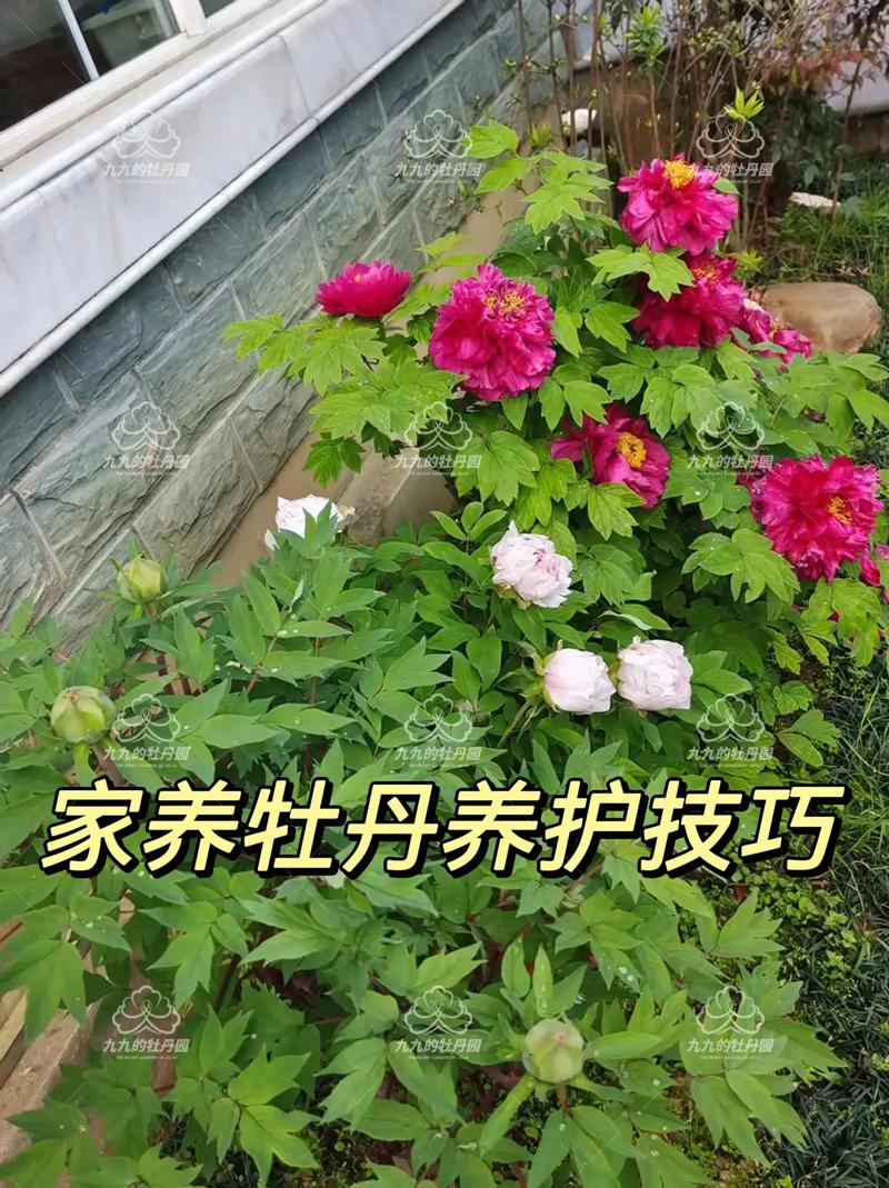 牡丹的种植方法和注意事项