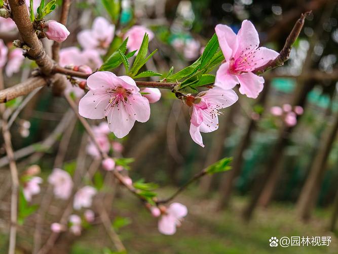 桃花图片(形态特征和养护方法简介)