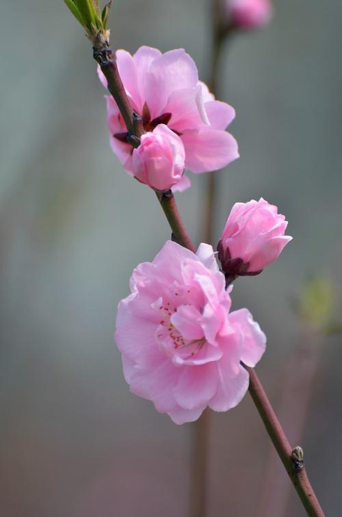 请问桃花的样子,有图片吗?