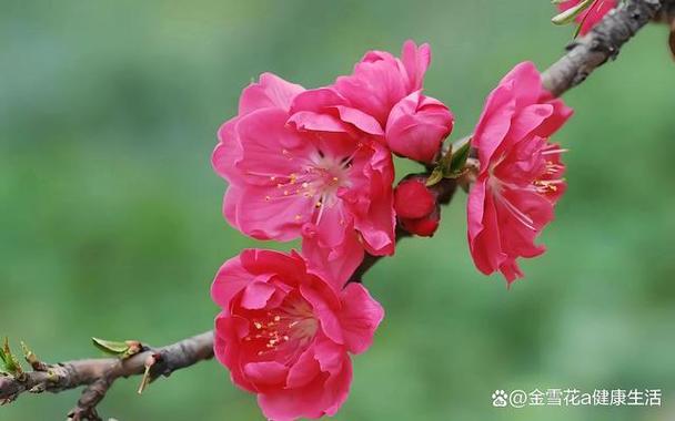 桃花形态特征