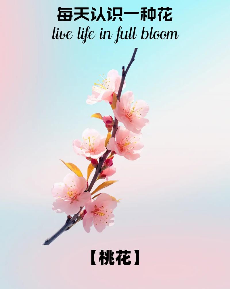 桃花的介绍