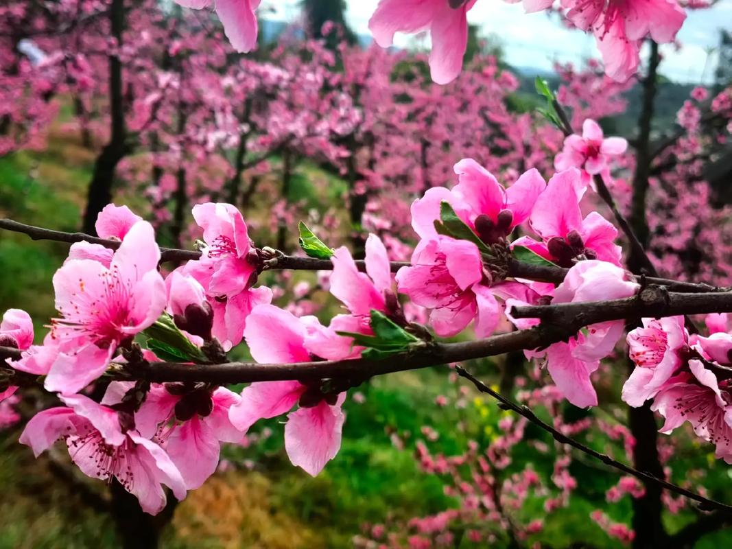 桃花几月开花?花期多长?