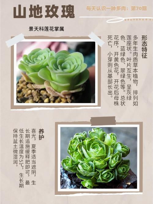 山地玫瑰怎么养殖(养山地玫瑰的注意事项)