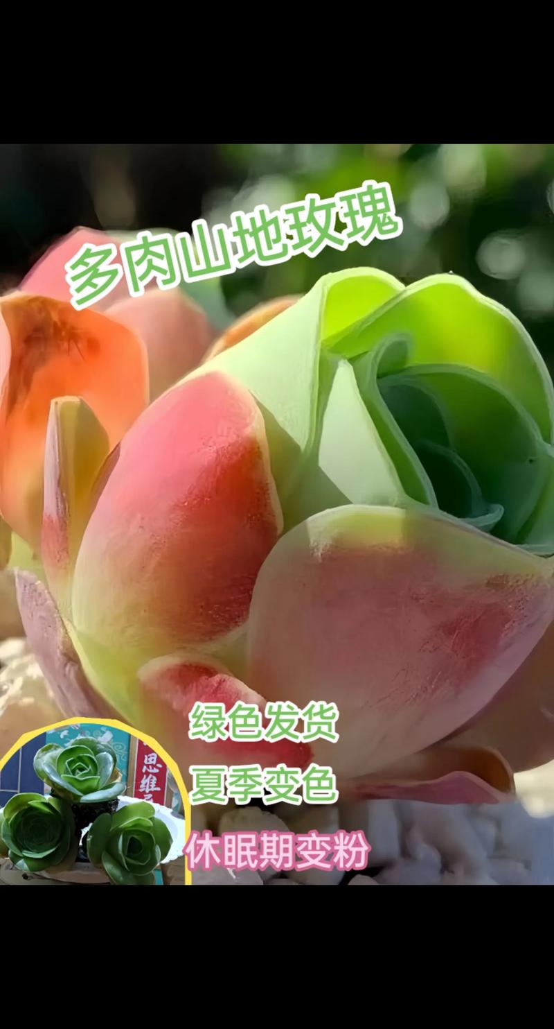 多肉山地玫瑰的养殖方法和注意事项