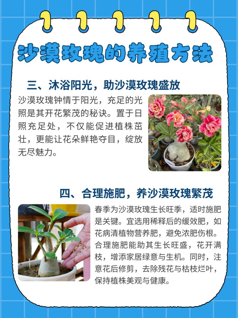 山地玫瑰的养殖方法和注意事项有哪些