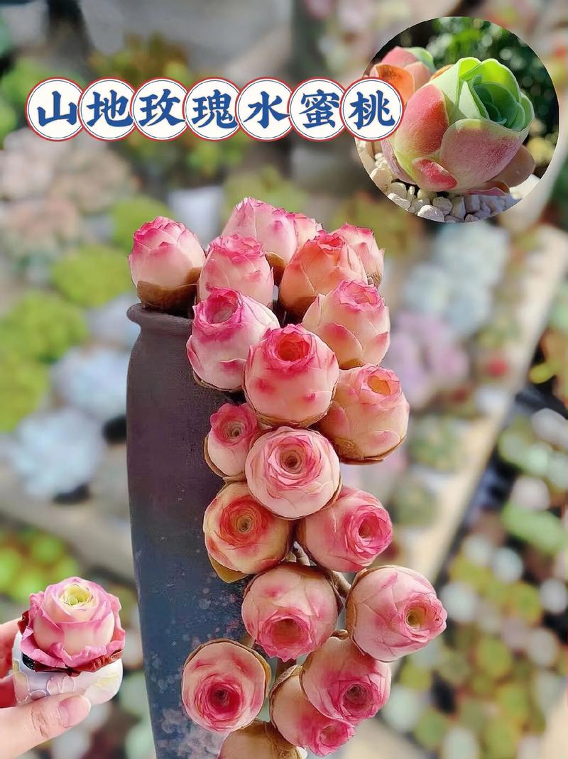 山地玫瑰的养殖方法及注意事项