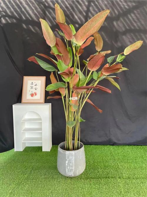 紫背竹芋叶子发黄怎么办