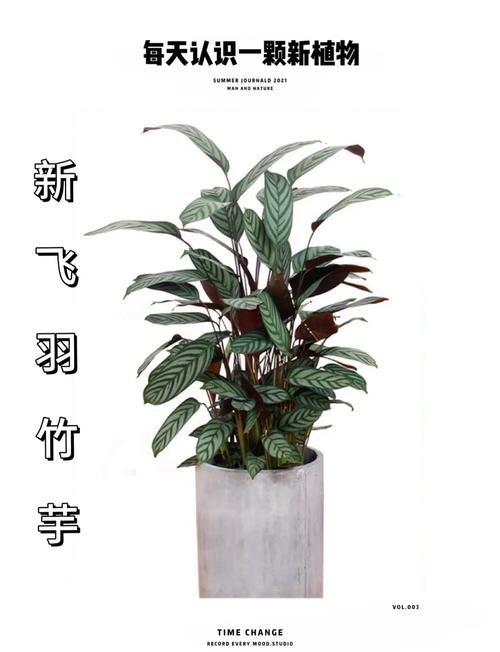 我家植物飞鱼(紫背竹芋),入冬以来叶子枯黄,叶背面还有透明发粘的小...