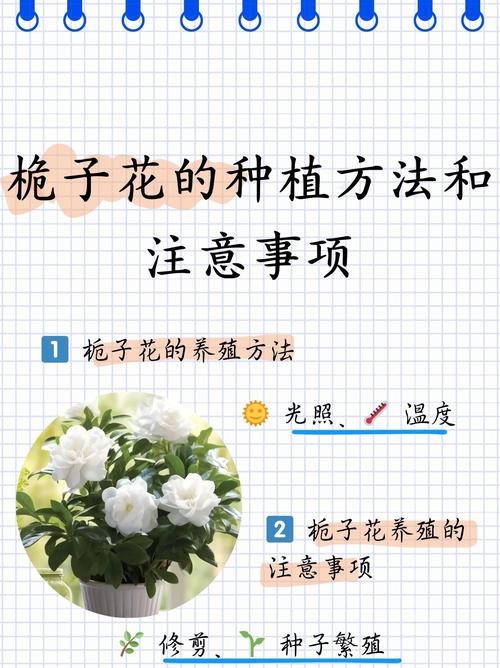 家里能种栀子花吗吉利吗