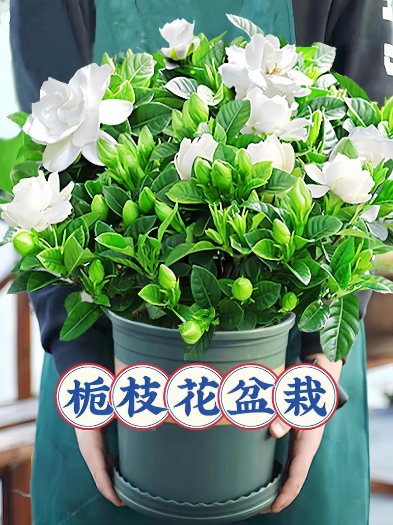 栀子花的风水作用禁忌