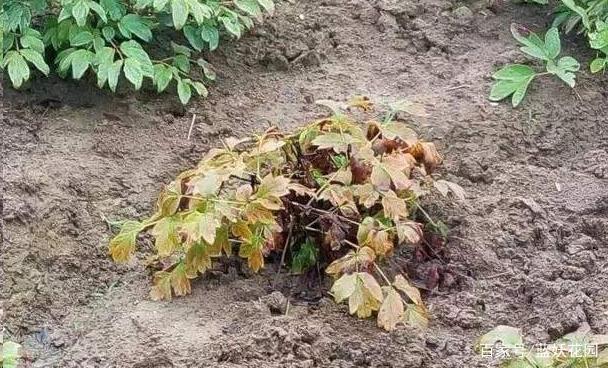 牡丹花叶子发黄,由栽培管理不当引起
