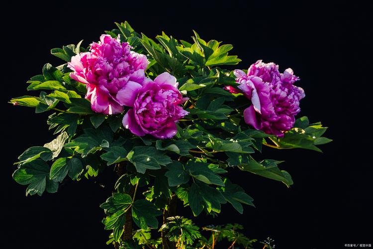 牡丹花现在的叶子发黄了,怎么办?