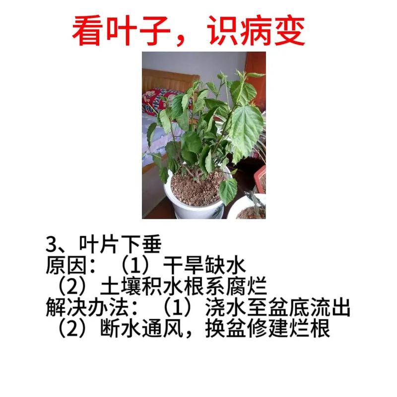 刚栽的牡丹叶子发黄怎么办