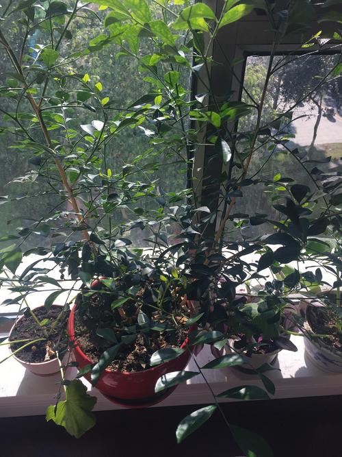 盆栽九里香为何不开花，盆栽九里香为何不开花的原因