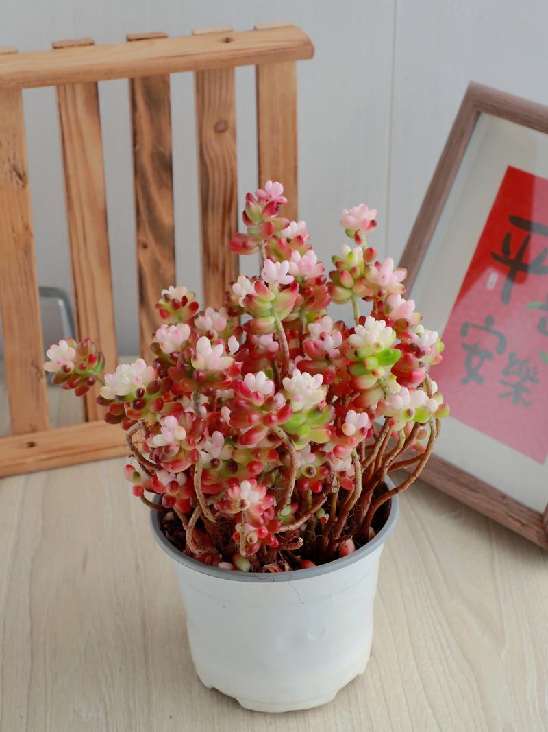 虹之玉如何变红