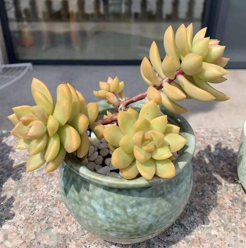 请问我的虹之玉烂根到底是哪方面原因造成的?