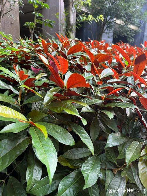 红背桂花简介!红背桂花主要价值介绍!