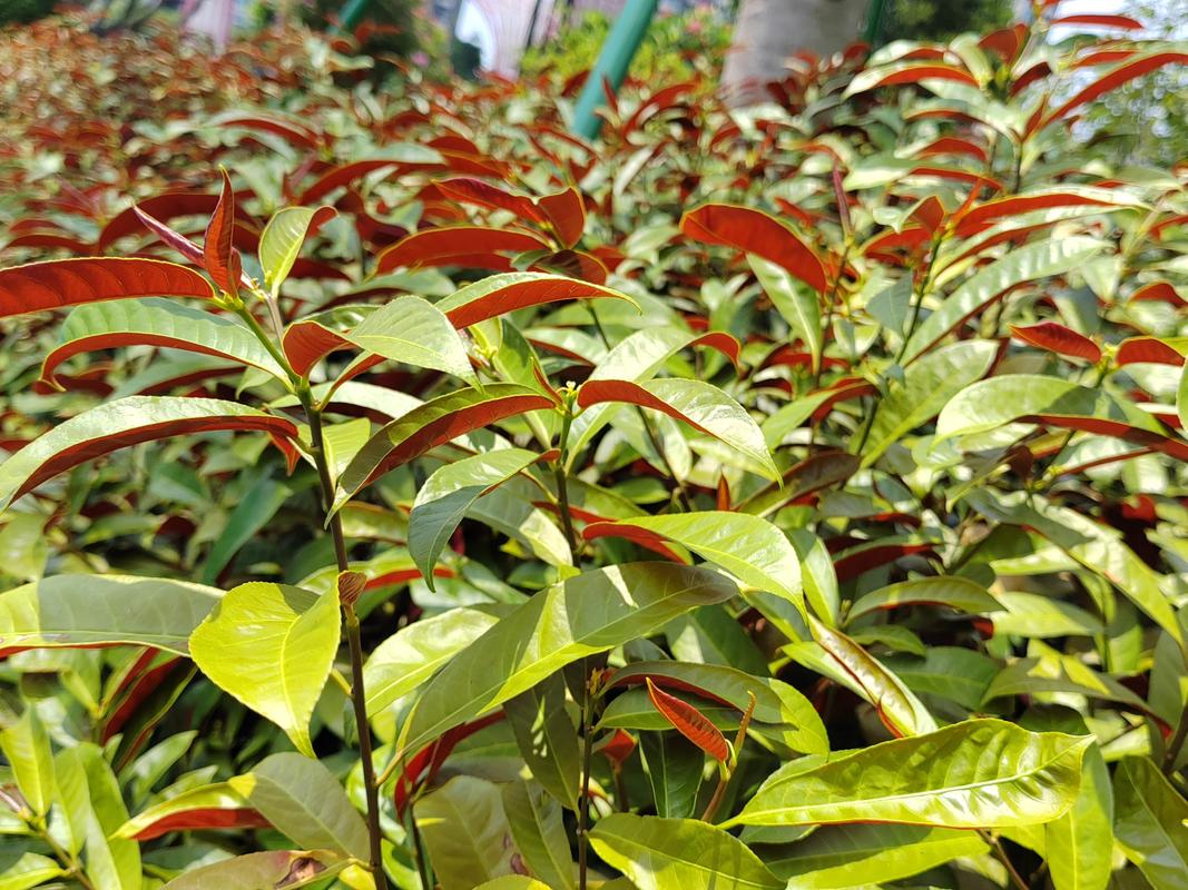 哪个植物叫红背桂