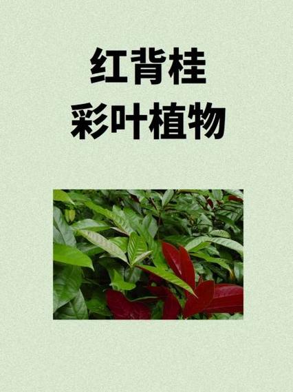 红背桂:彩叶植物