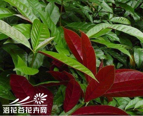 红背桂的主要价值