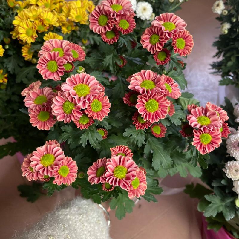 菊花养殖要不要晒太阳？要养菊花要注意哪三点？