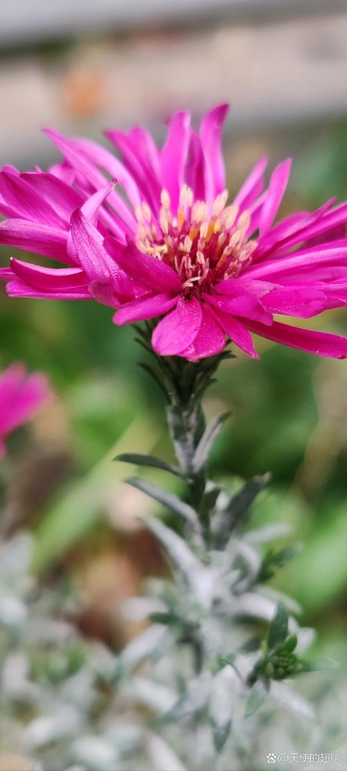 菊花喜欢太阳吗