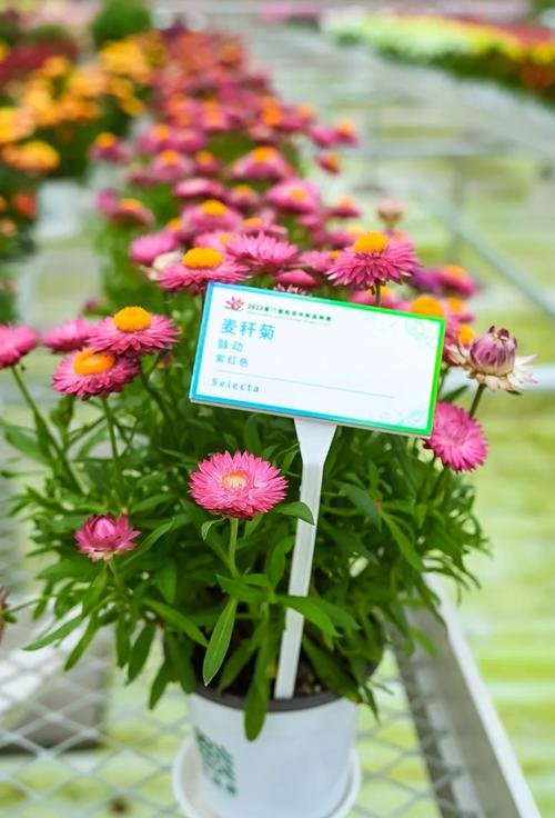 菊花种植要不要晒晒太阳?枯萎了怎么办?
