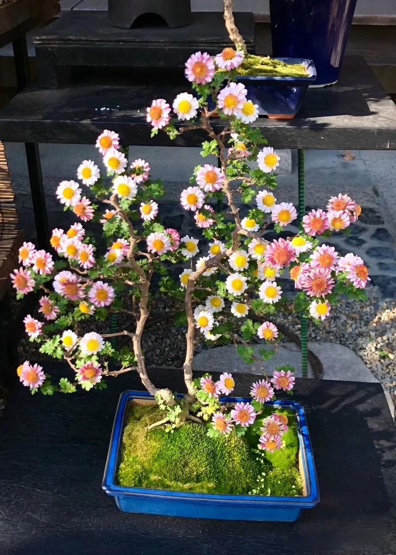 菊花盆栽可以晒太阳吗