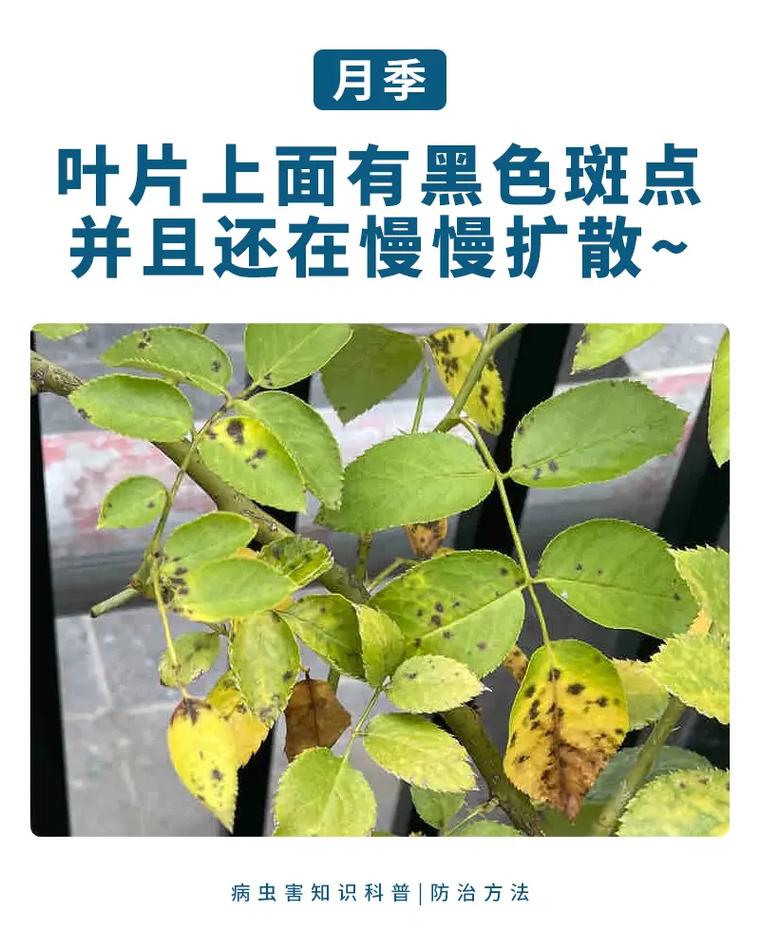 夜合花叶子上有很小的黑点是什么病