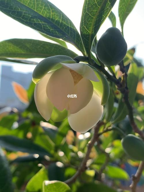 夜合花植物信息