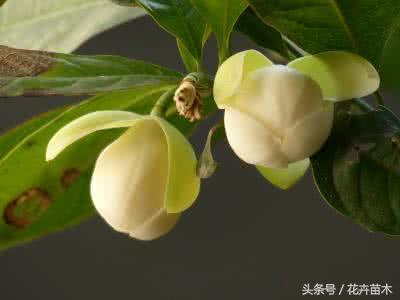 夜合花的常见虫害及防治办法