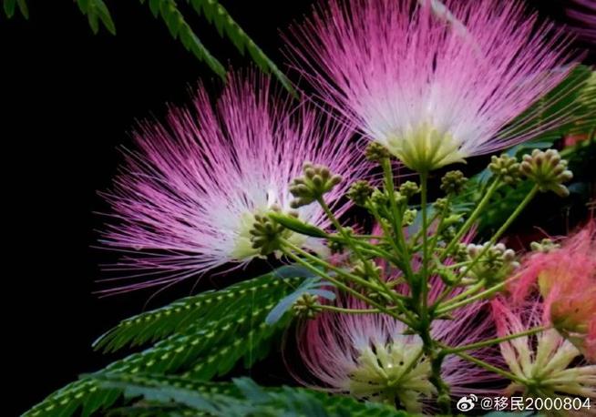 夜合花就是合欢花吗