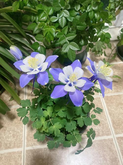 漏斗花怎么养，漏斗花种植方法和注意事项