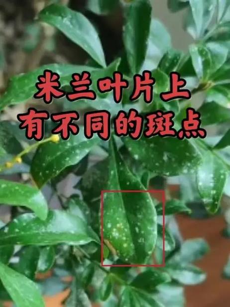 米兰花黄叶的原因和处理办法