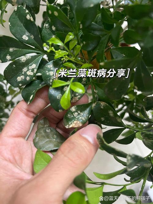 米兰花叶片黄了是怎么回事啊