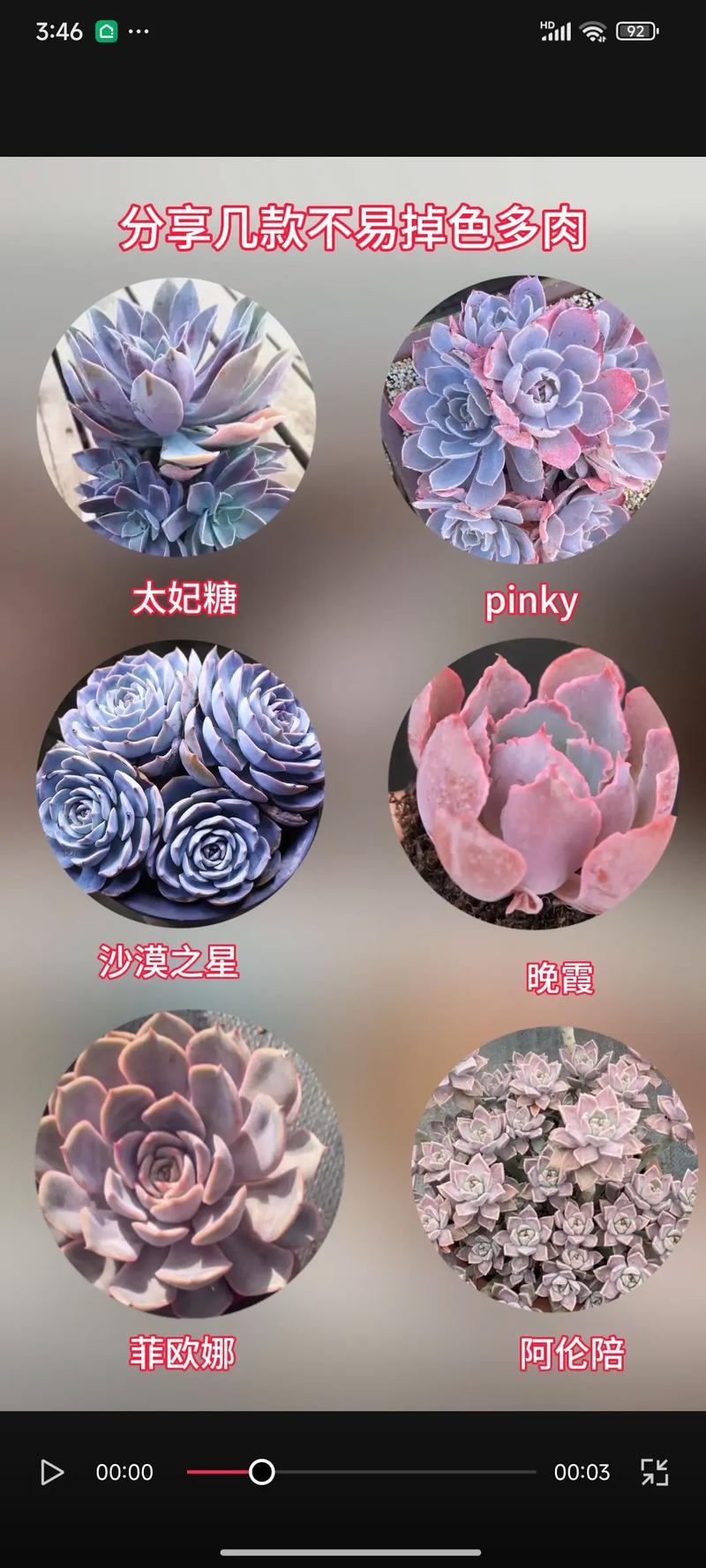 多肉掉色严重是为什么?应该如何快速恢复?