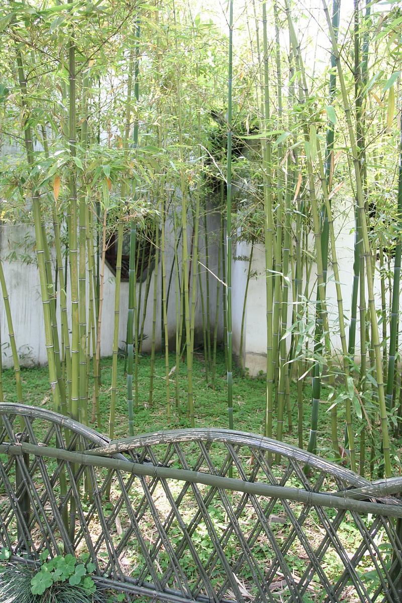 竹子为什么不能种屋后