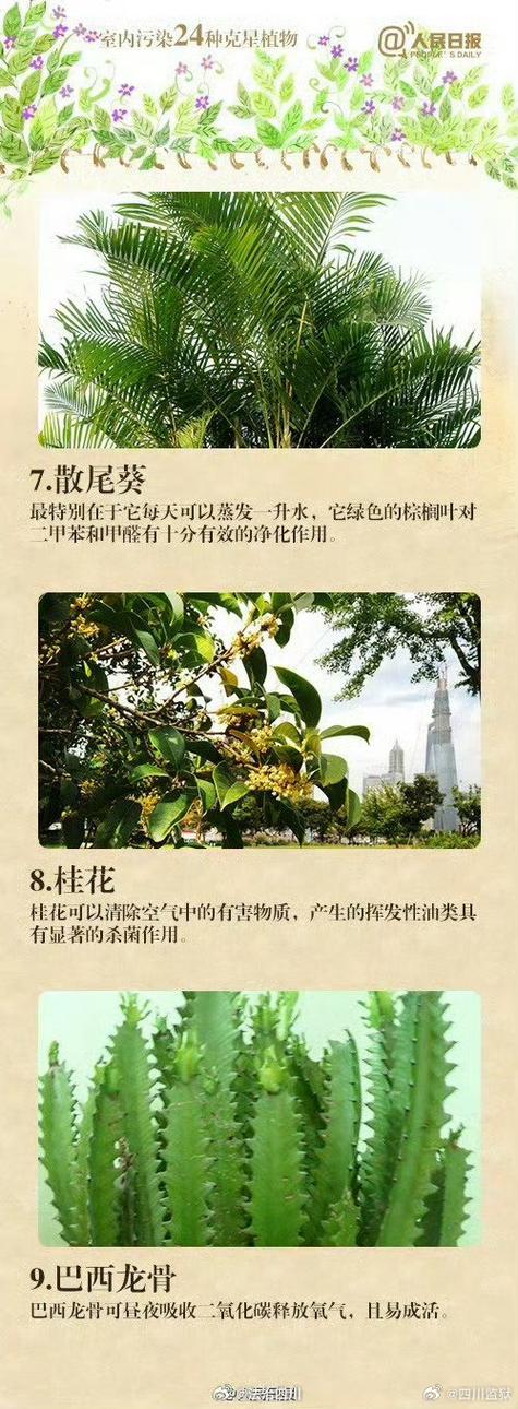 竹子为什么不能种屋后有什么说法