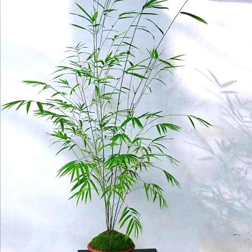 竹子不能种的5个地方