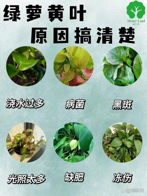 绿萝叶子发黑的原因以及解决方法
